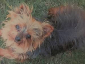 Safe Yorkshire Terrier in Chesapeake, VA