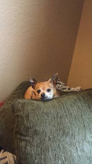 Safe Chihuahua in Waxahachie, TX