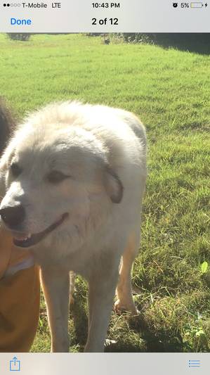 Safe Great Pyrenees in Union City, GA