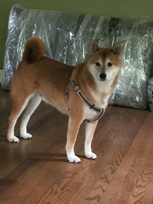 Safe Shiba Inu in Suitland, MD