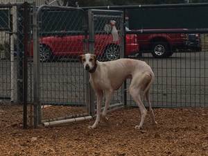 Safe Greyhound in Joshua Tree, CA