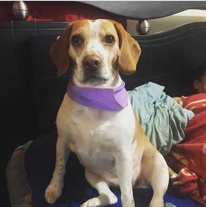 Safe Beagle in College Point, NY