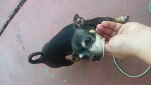 Safe Chihuahua in Port Richey, FL