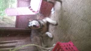 Safe Siberian Husky in Henry, VA