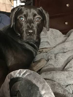 Safe Labrador Retriever in Wantagh, NY