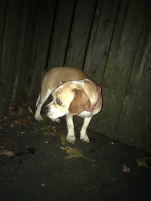 Safe Beagle in East Brunswick, NJ