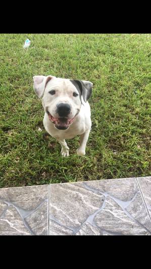 Safe American Staffordshire Terrier in Homestead, FL