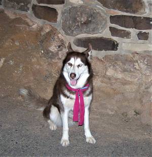 Safe Siberian Husky in Santa Fe, NM