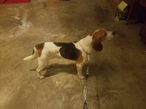 Safe Beagle in Chesterfield, VA