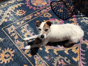 Safe Jack Russell Terrier in San Anselmo, CA