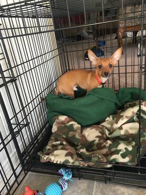 Safe Chihuahua in Granger, WY