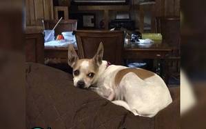 Safe Chihuahua in Weatherford, TX