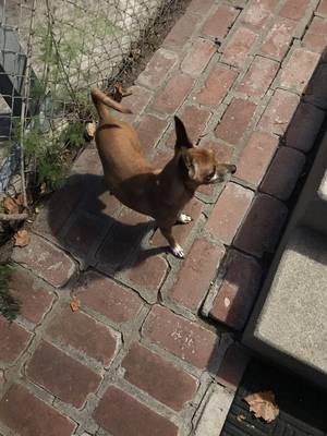 Safe Chihuahua in Whittier, CA