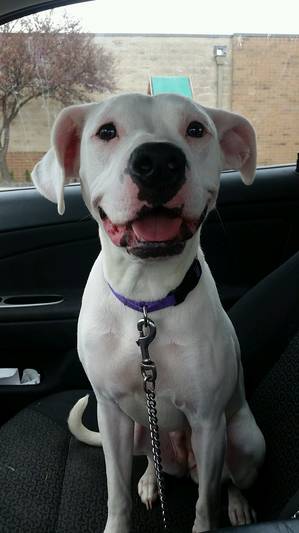 Safe Pit Bull in Columbus, OH