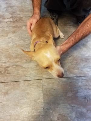 Safe Chihuahua in Baytown, TX
