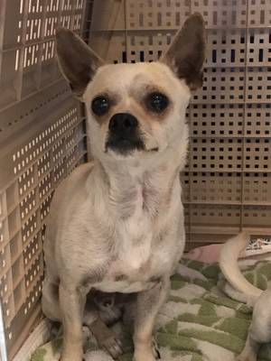 Safe Chihuahua in Lynnwood, WA