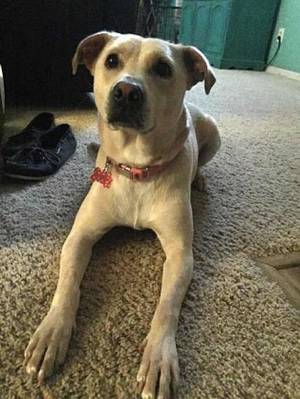 Safe Labrador Retriever in Kennesaw, GA