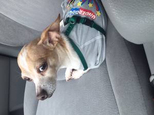 Safe Chihuahua in Hempstead, NY