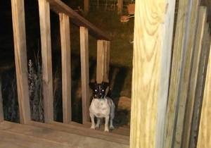 Safe Jack Russell Terrier in Comfort, TX