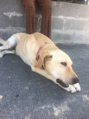 Safe Labrador Retriever in Glendora, CA