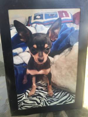 Safe Chihuahua in Weatherford, TX