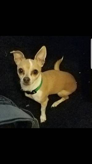 Safe Chihuahua in Denver, CO