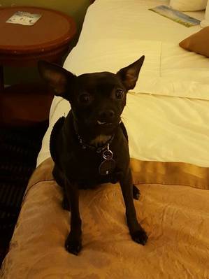 Safe Chihuahua in Ocklawaha, FL