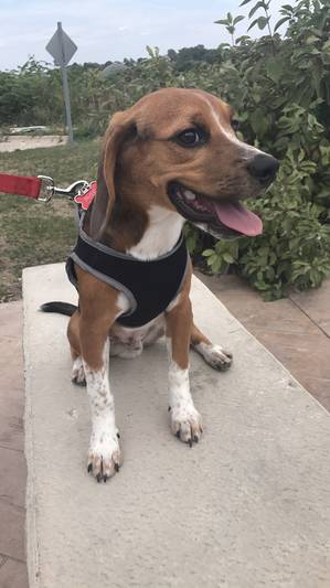 Safe Beagle in West Des Moines, IA