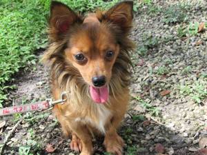 Safe Chihuahua in Dade City, FL