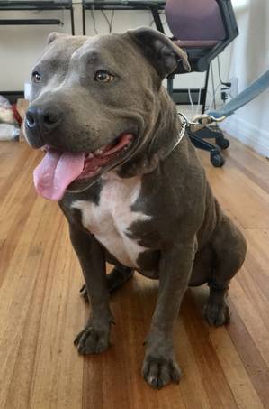Safe Pit Bull in Los Angeles, CA