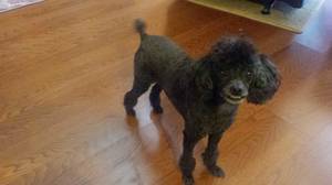 Safe Poodle in Columbia, SC