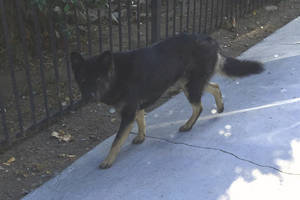Safe German Shepherd Dog in Los Angeles, CA