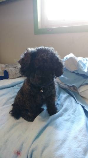 Safe Poodle in Fountain Valley, CA