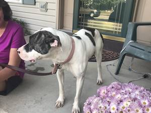 Safe Pit Bull in Chalfont, PA