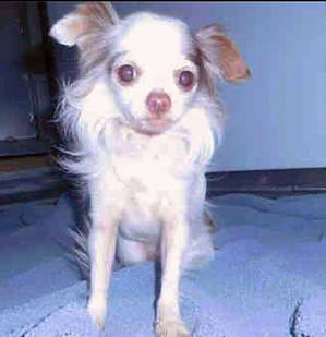 Safe Chihuahua in Los Gatos, CA