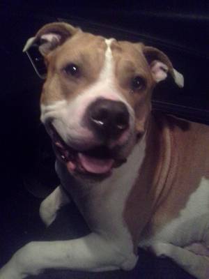 Safe Pit Bull in Youngstown, OH