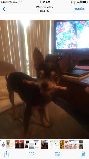 Safe Chihuahua in Stephenville, TX