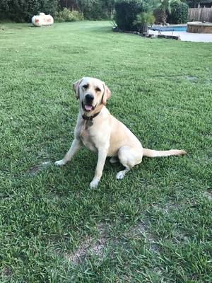 Safe Labrador Retriever in Waller, TX