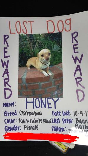 Safe Chihuahua in Garden Grove, CA