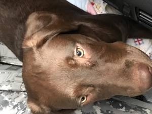 Safe Labrador Retriever in Fort Towson, OK