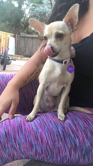 Safe Chihuahua in Hayward, CA