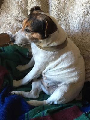 Safe Jack Russell Terrier in Redwood Valley, CA
