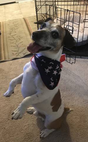 Safe Jack Russell Terrier in Riverview, FL
