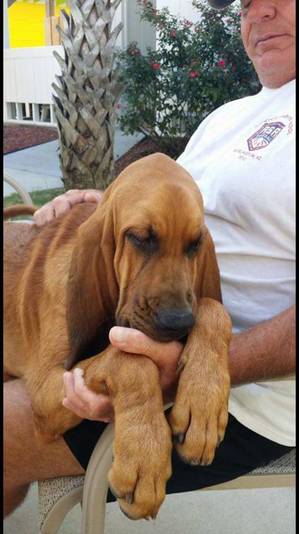 Safe Bloodhound in Apex, NC