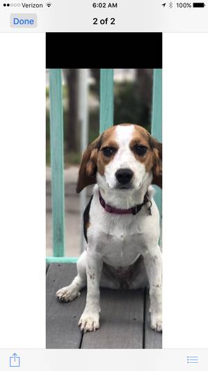 Safe Beagle in Wesley Chapel, FL