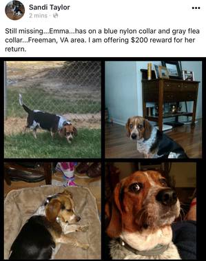 Safe Beagle in Freeman, VA