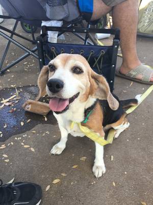Safe Beagle in Whittier, CA