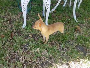 Safe Chihuahua in Grand Prairie, TX