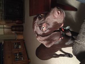Safe German Shorthaired Pointer in Westover, MD
