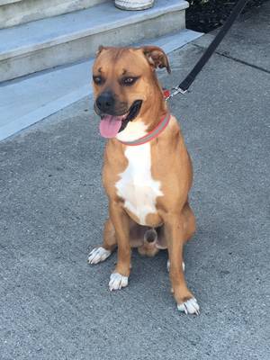 Safe Boxer in Maysville, KY